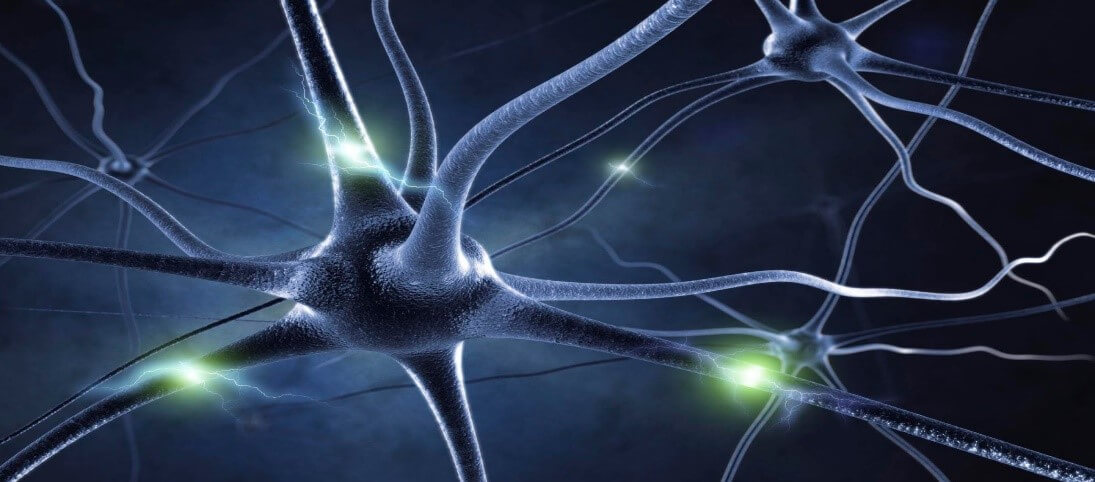 Endocannabinoid systemet Endocannabinoid systemet
